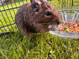 Čilės voveraitės, Degu