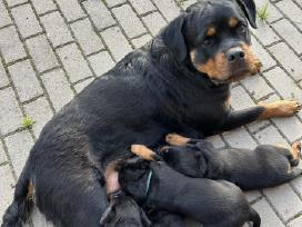 Parduodami rotveileriai su dokumentais