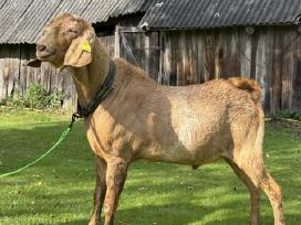 Anglo Nubian ožys