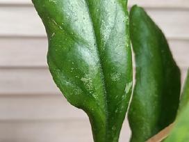 Vaškuolės (#Hoya)