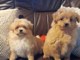 Pomapoo Mergytės