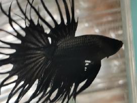 Akvariuminės žuvytės, maistelis ir įranga pigiau