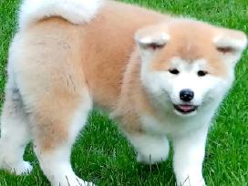 Akita