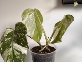 Monstera Birsigiano Alba Variegata