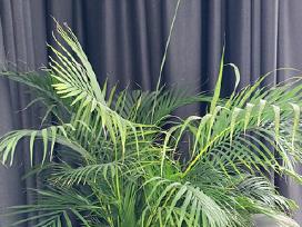 Palmė