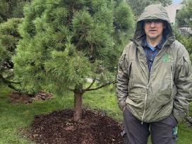 Juodoji pušis formuota bonsai niwaki kaina nuo 250