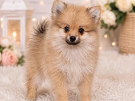Vokiėčiu nykštukinis špicas pomeranas