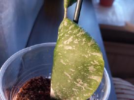Hoya imbricata