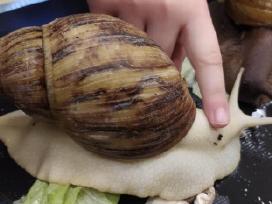Achatina sraiges
