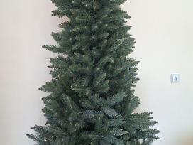 Kalėdinė eglė 240 cm.