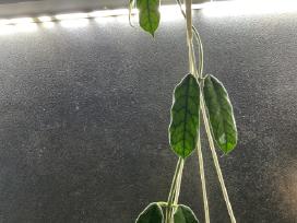 Hoya Villosa