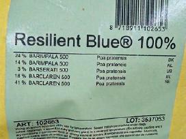 100% Pievinė miglė -Resilient Blue Barenbrug sėke