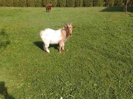 Mini olandų ožiukai