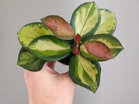 Hoya Australis Tricolor