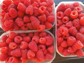 Avietės tiesiai is daržo 1 litras-5€