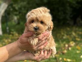 Maltipoo patinėlis