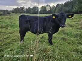 20 vnt angus buliuku