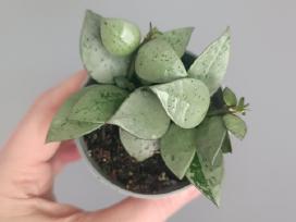 Hoya Krohniana Eskimo