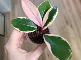 Hoya Carnosa Flamingo Dream