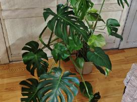 Monstera