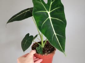 Alocasia Frydek