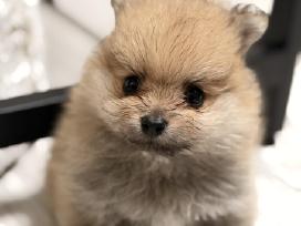 Pomeranijos Špiciukai