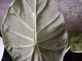 Alocasia Regal Shields