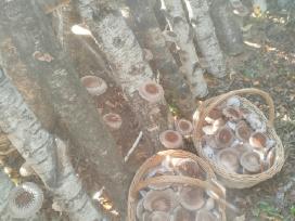 Parduodu shiitake grybus