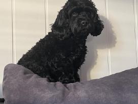 Cockapoo