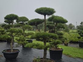 Bonsai.niwaki.formuota pušis .pinus nigra