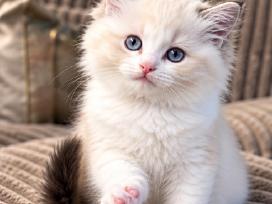 Ragdoll kačiukai (Skudurinės lėlės) Regdolai
