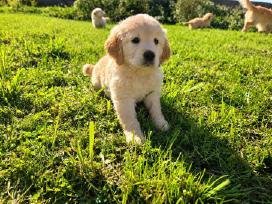 Auksaplaukis retriveris