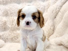 Kvalera Kinga Čarlza Spaniel
