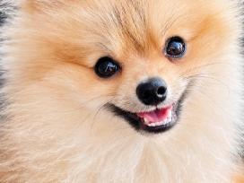 Vokiėčiu nykštuknis išpicas pomeranian