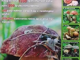 Viskas apie grybus