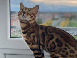 Dovanojamas kilmingas bengalas