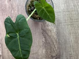 Alocasia frydek