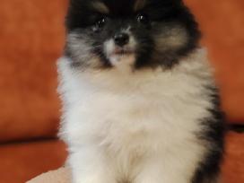 Pomeranijos Špicai!