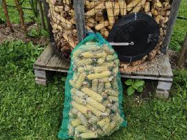 Kukurūzų burbuolės