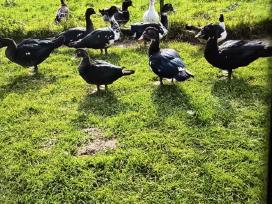 Parduodu muskusinių ančių porą – patelę ir patiną.