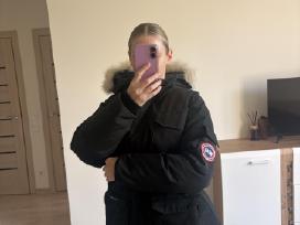 Canada goose