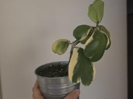 Hoya carnosa kerii variegata vaškuolė