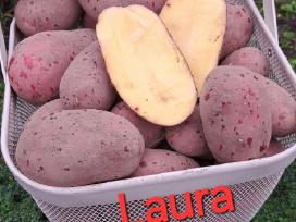 Ekologiškai augintos bulvės Jelly ir Laura