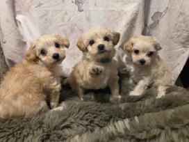Maltipoo šuniukai pasiruošę vykti į naujus namus