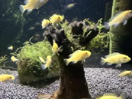Labidochromis yellow akvariumo žuvites parduodu