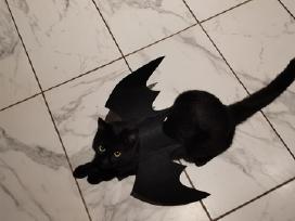 Skelbimo 'Halloween Helovino katės sparnai' paveikslėlis