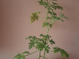 Kvapioji pelargonija ( Jeronimas)