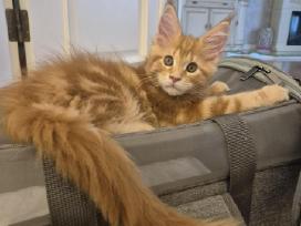 Kačiukas parduodamas Mainecoon female d22