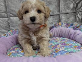 Maltipoo