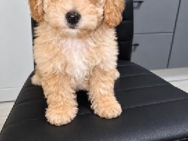 Maltipoo